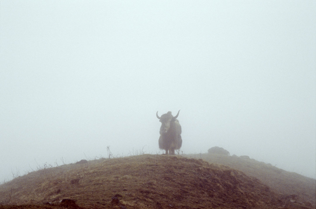 b_451m trek6.jpg - Bhoutan - vallée de Thimphu, Trashigang longeant une longue crête à plus de 4300m, nous nous trouvons tout à coup face à une apparition : un yak solitaire dans le brouillard !